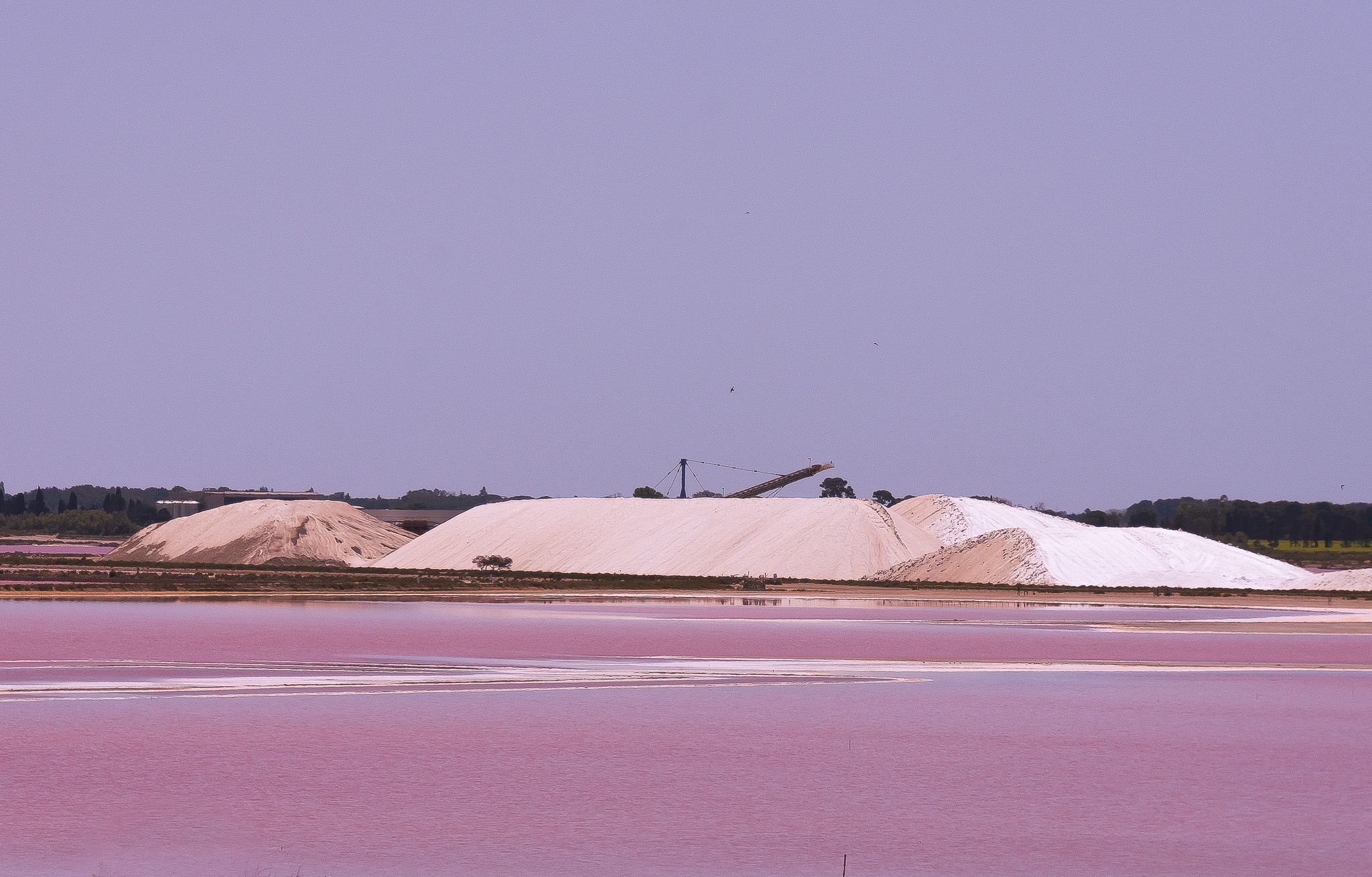 marais salants rose