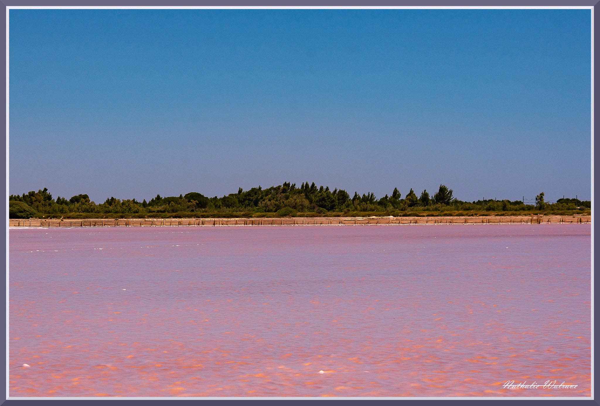 marais salants rose