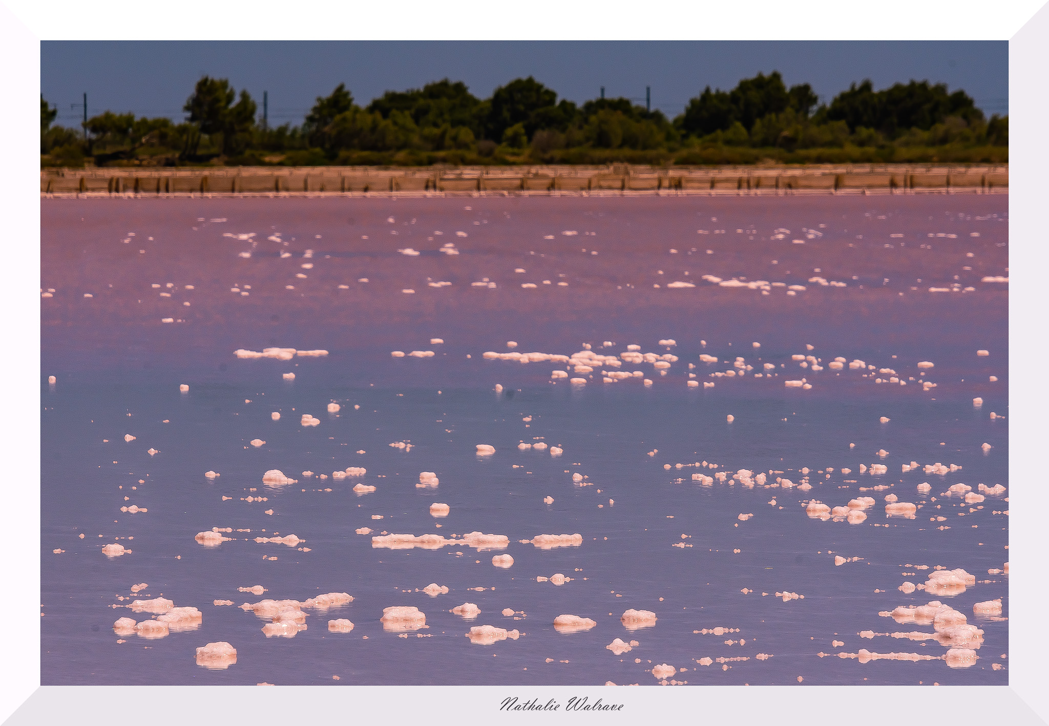 marais salants rose