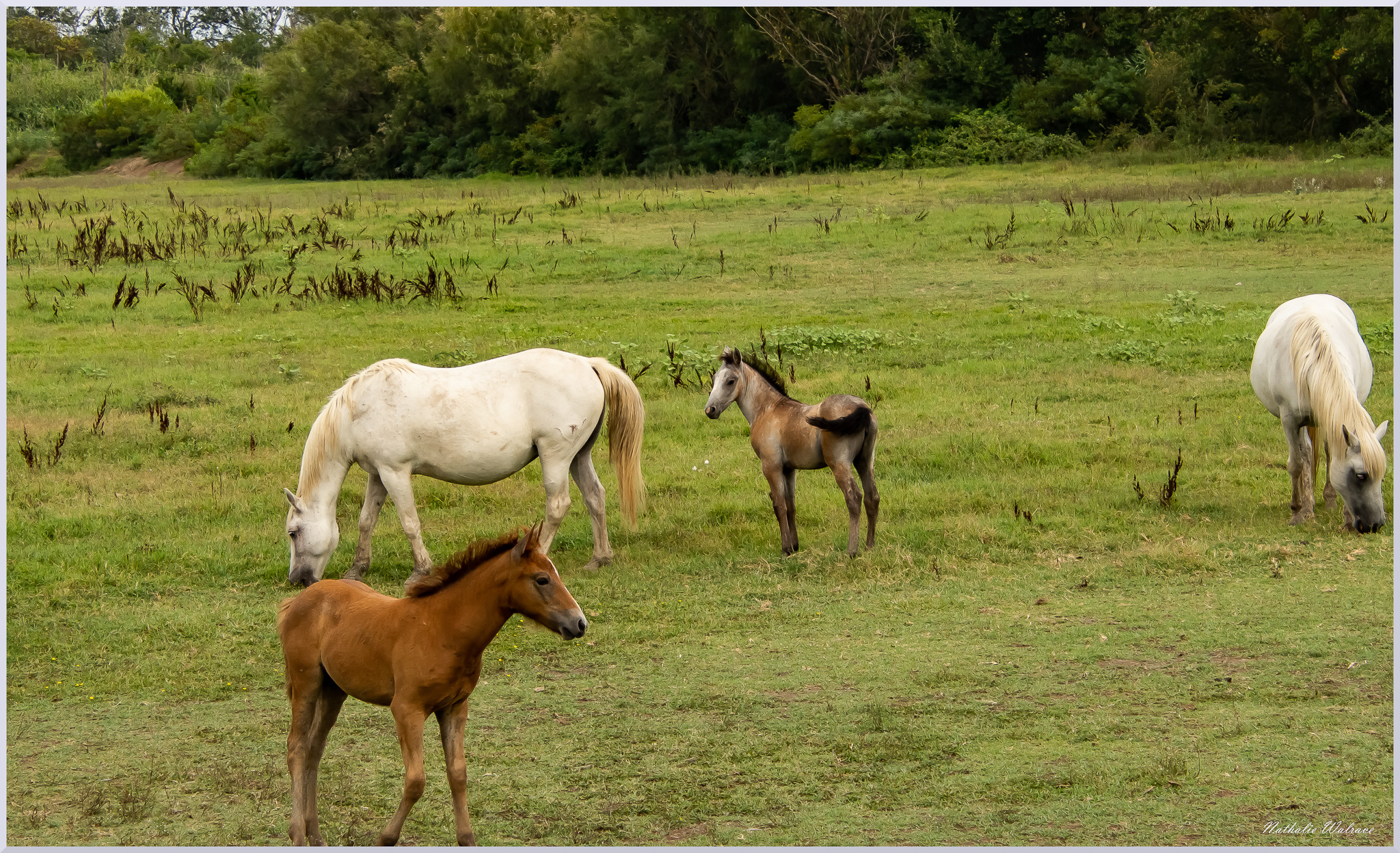 les chevaux de Camargue