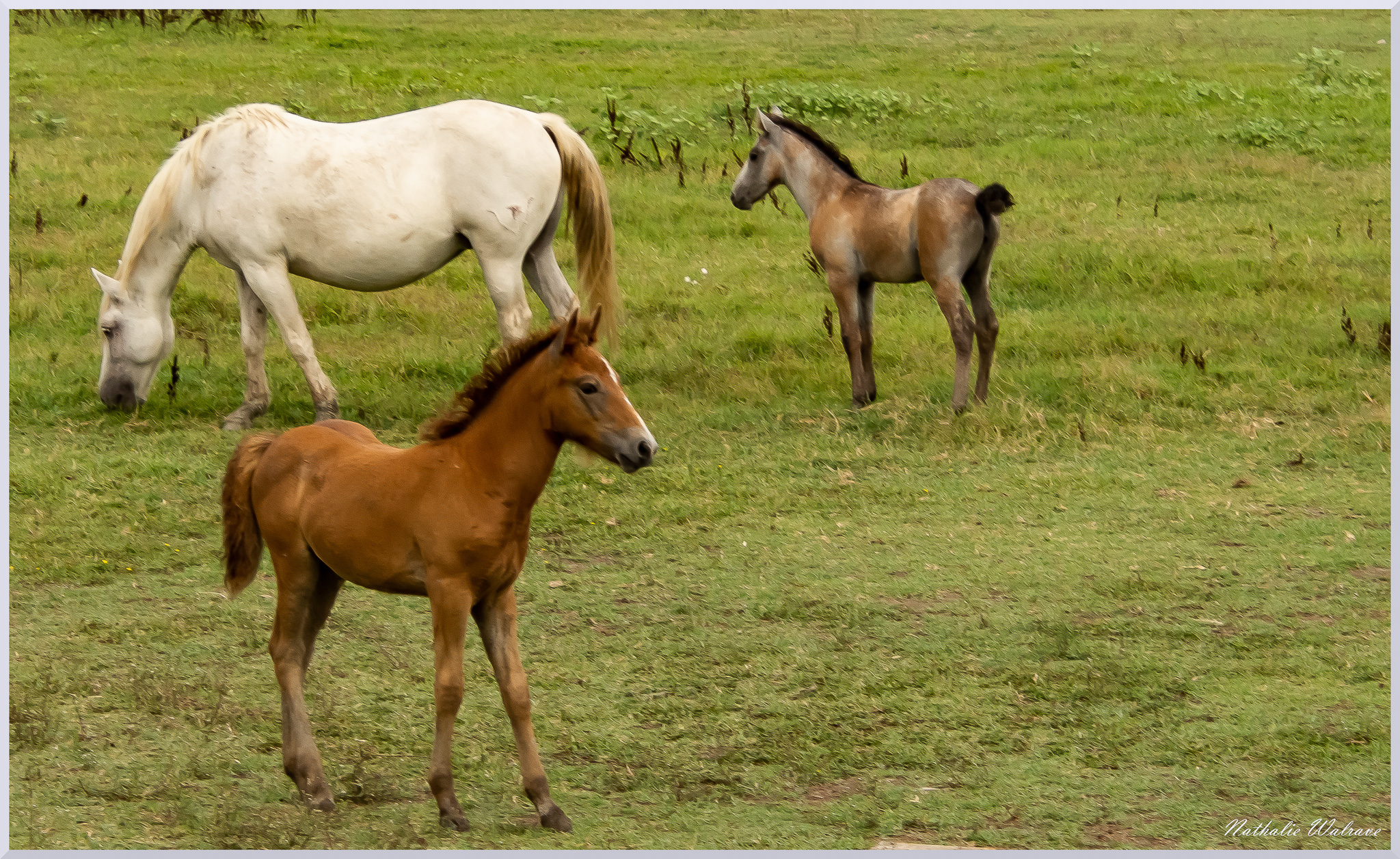 Les chevaux de Camargue