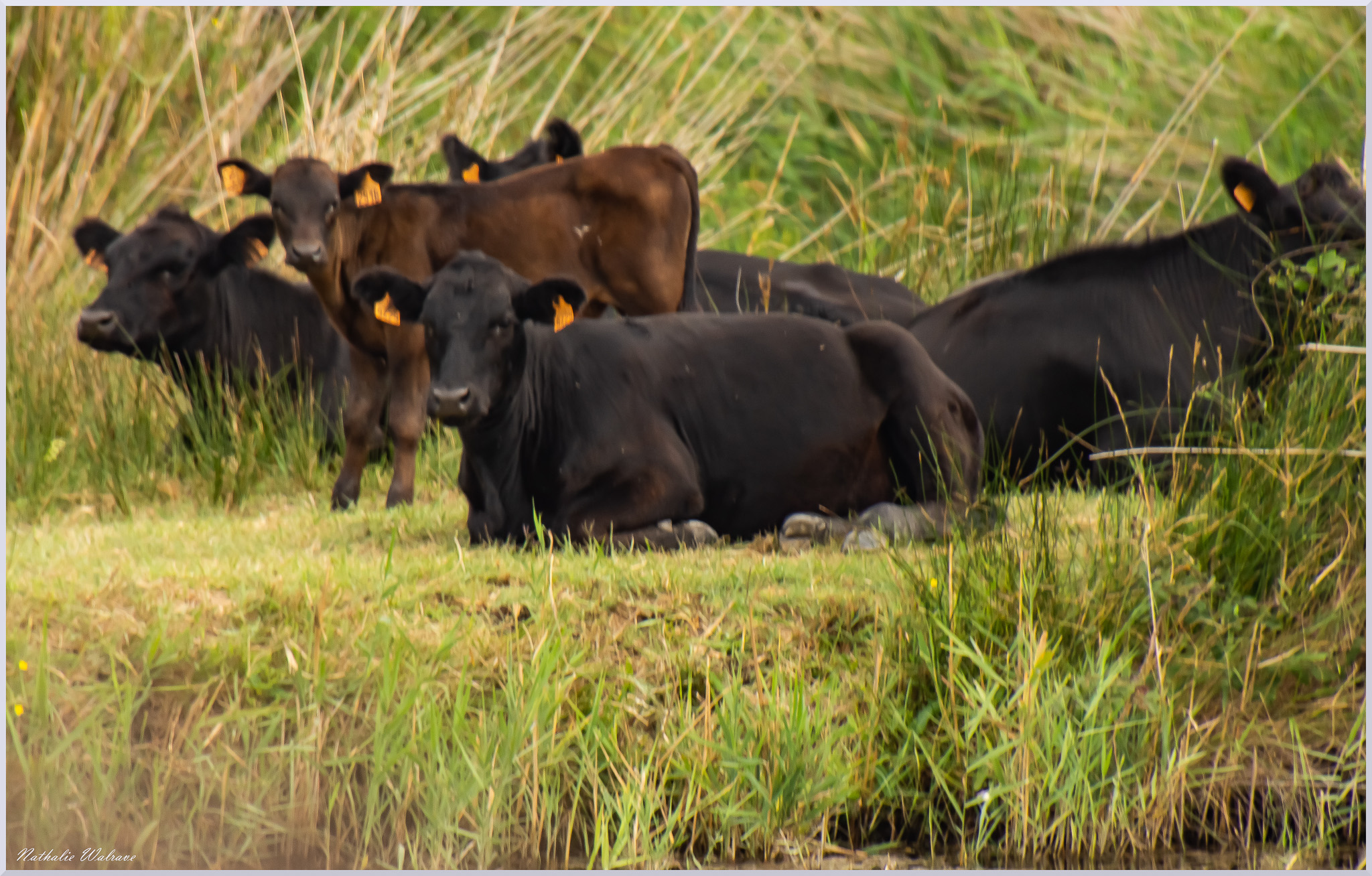 les camarguaises