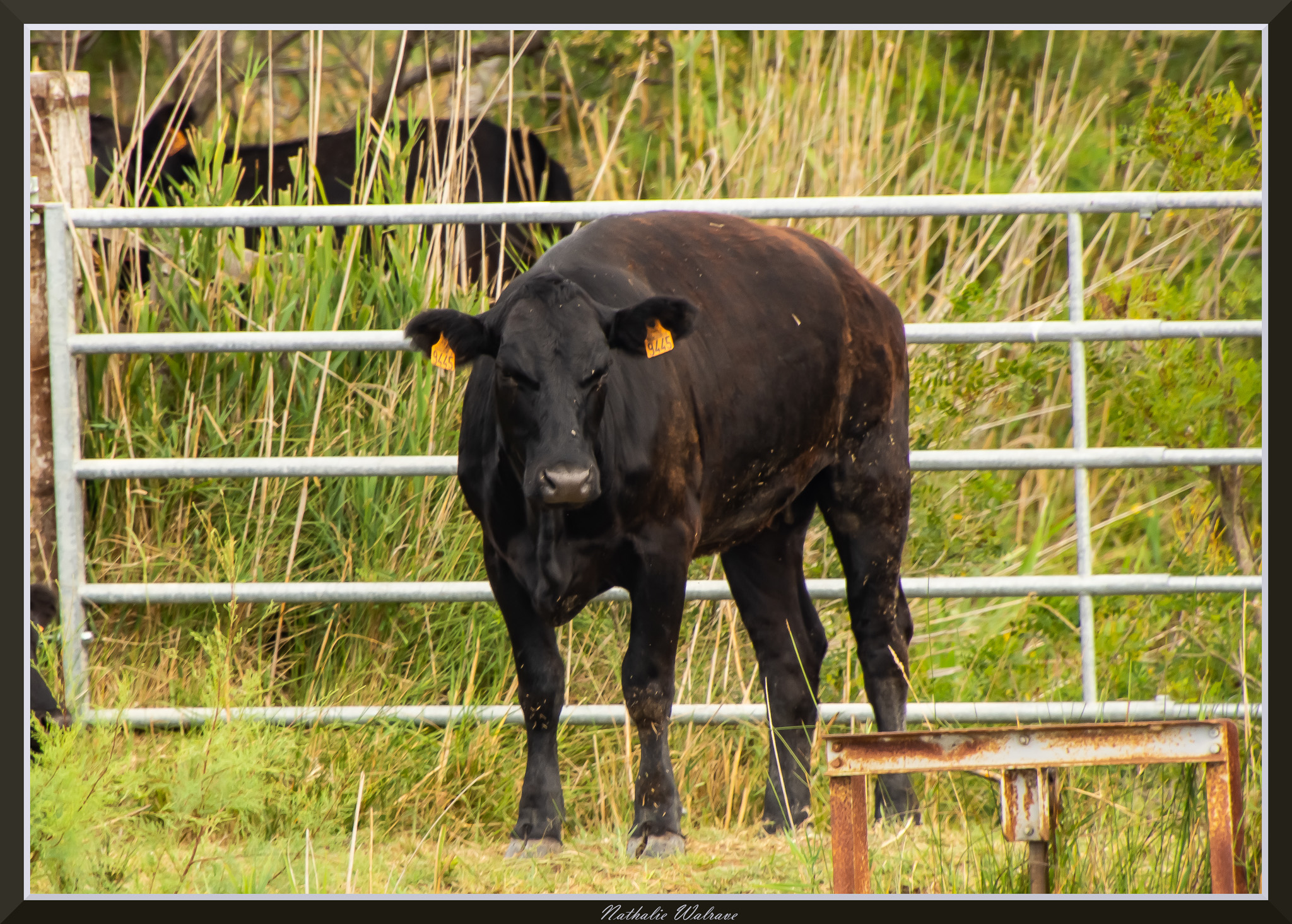 les camarguaises